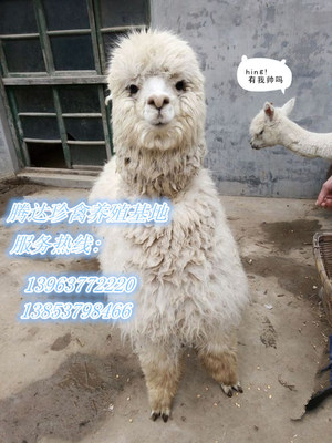 滁州地區(qū)特色動物租賃與馬戲服務指南 從羊駝到海獅的多元化選擇